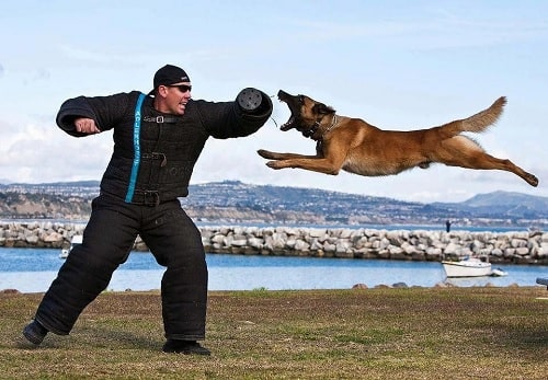 Belgian Laekenois attack training