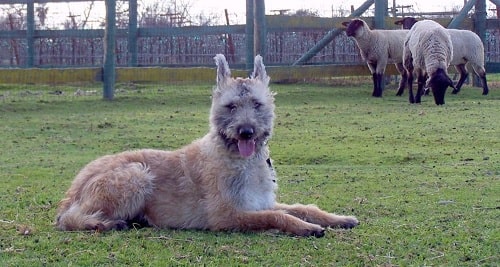 Belgian Laekenois herding sheep