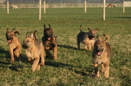 Belgian Laekenois puppies running on the field