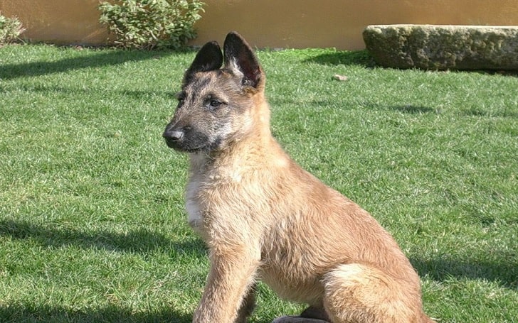 Belgian laekenois store puppies for sale