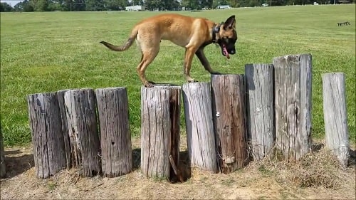 Belgian Laekenois walking in the logs