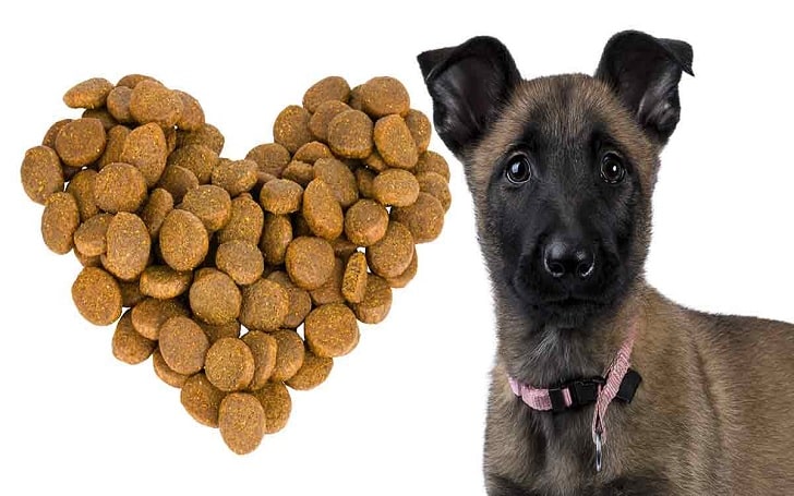 Belgian Malinois Dog feeding methods