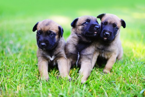 Belgian Malinois Puppies playing