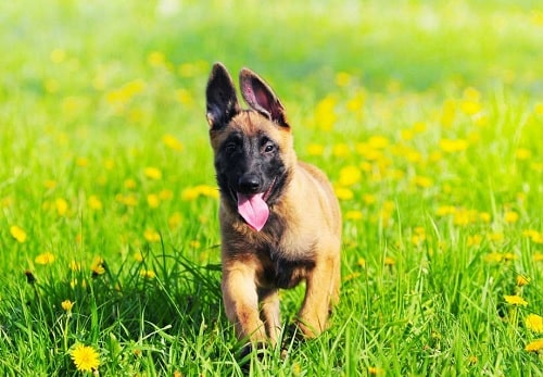 Belgian Malinois Puppy running on the field