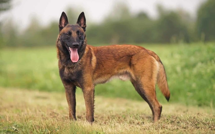 belgian malinois obedience training