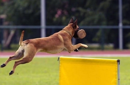 Belgian Malinois agility training