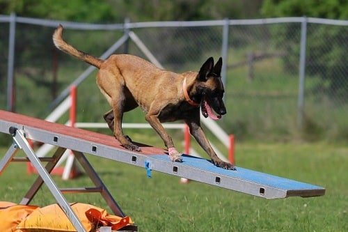 Belgian Malinois agility