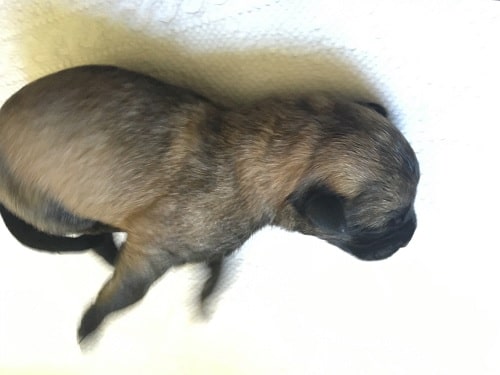 Belgian Malinois newborn puppy