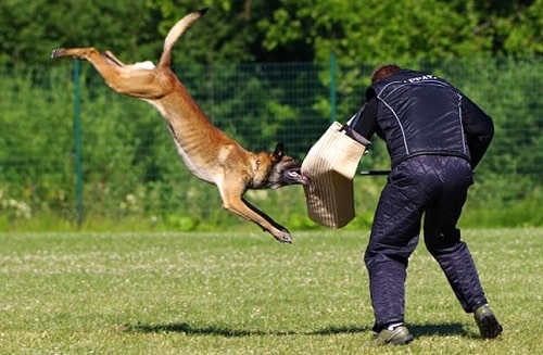 Belgian Malinois protection training