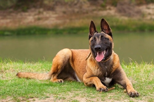 Belgian Malinois sitting by the lake