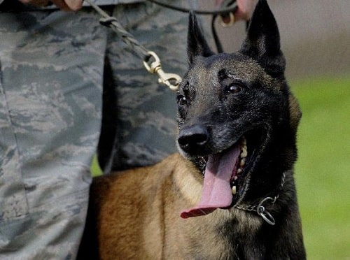 Belgian Malinois with its master