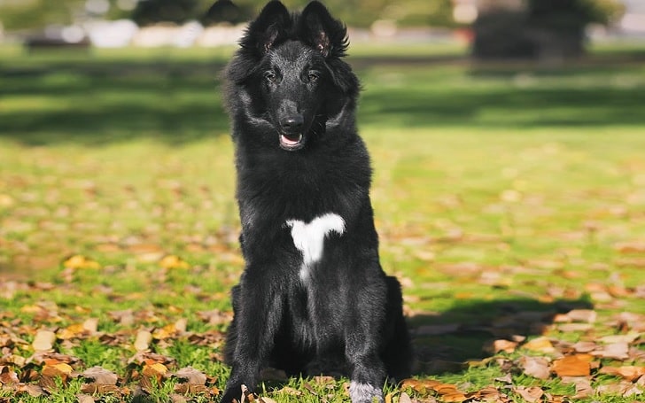 Belgian Sheepdog Training methods and strategies