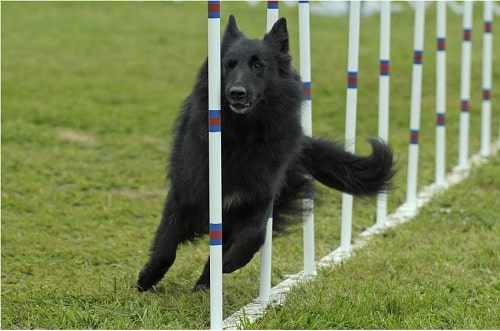 Belgian Sheepdog agility