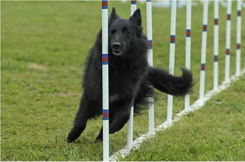 Belgian Sheepdog agility