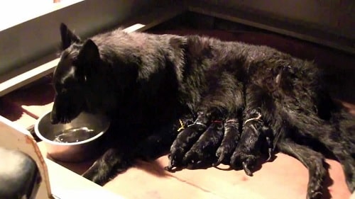 Belgian Sheepdog feeding her puppies