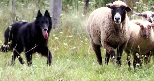 Belgian Sheepdog herding sheep