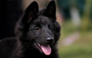 Belgian Sheepdog puppies development stages and behavior in different months