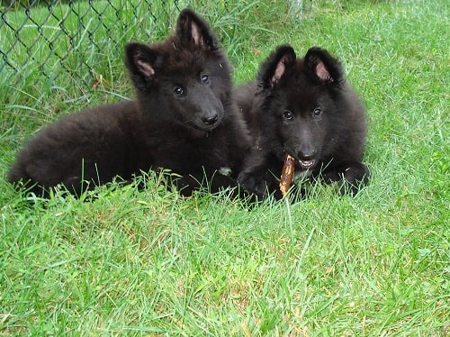 Belgian Sheepdog puppies sitting