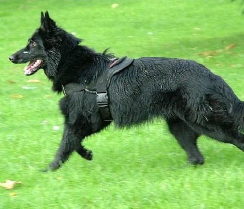 Belgian Sheepdog running on the field