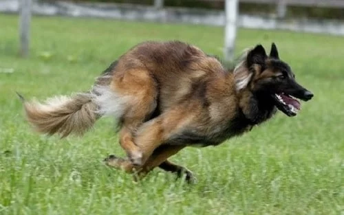 Belgian Tervuren agility training