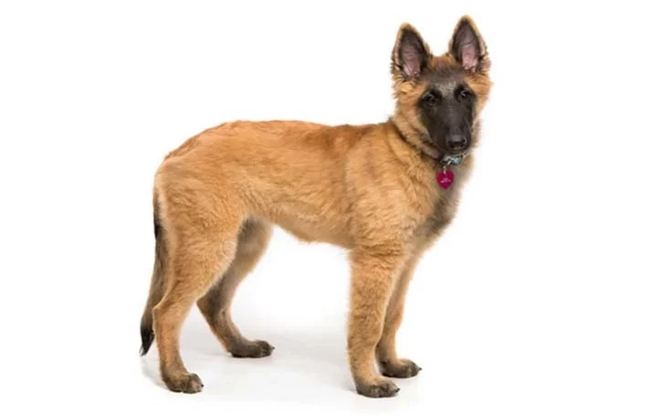 Belgian Tervuren puppies development stage and their behavior