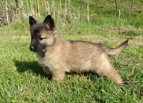 Belgian Tervuren puppy on the field