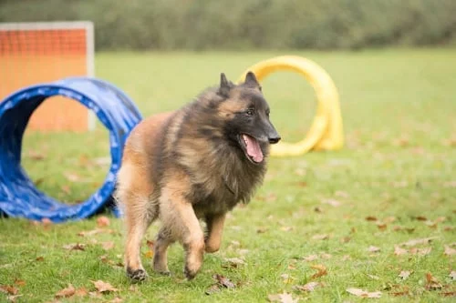 Belgian Tervuren running in the field