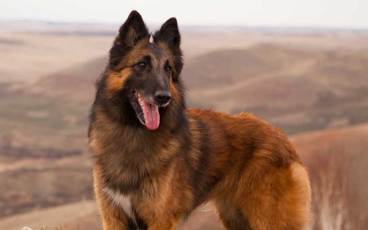 Belgian Tervuren training methods and strategies