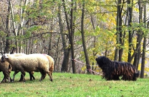 Bergamasco Sheepdog herding sheep