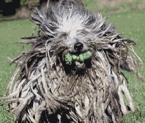 Bergamasco Sheepdog playing dog toy