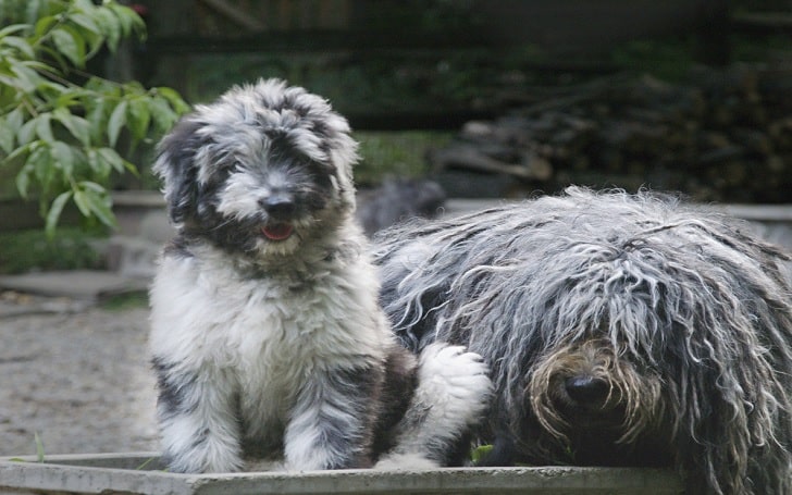 Bergamasco Sheepdog puppies development stage and behavior