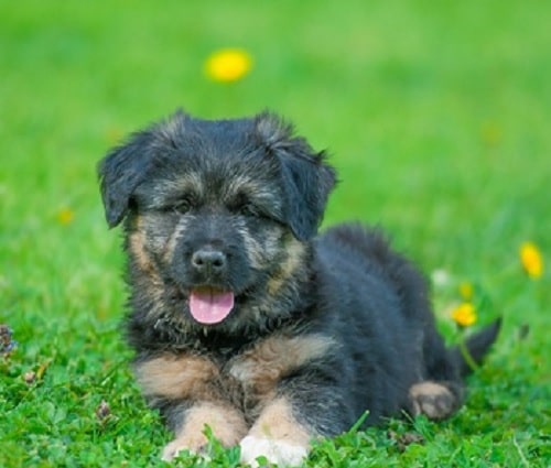 Bergamasco Sheepdog puppy sitting on the ground