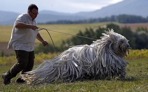 Bergamasco Sheepdog with its master