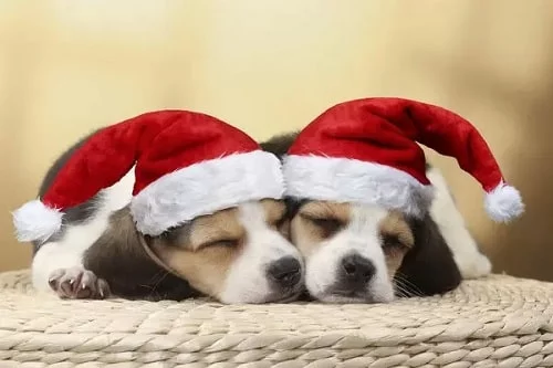 Cute Beagle puppies with christmas hat on