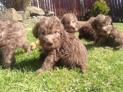 Cute Bedlington Terrier Puppies playing