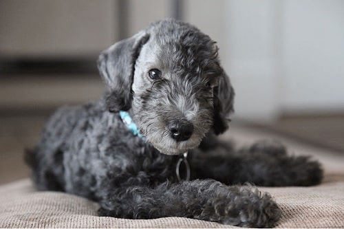 Cute Bedlington Terrier Puppy sitting