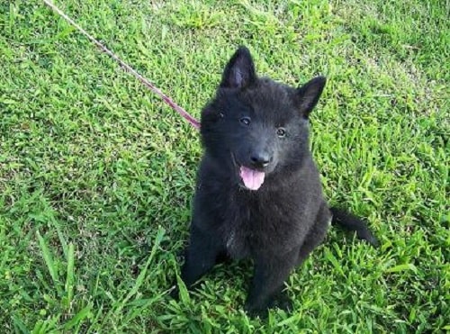 Cute Belgian Sheepdog puppy sitting