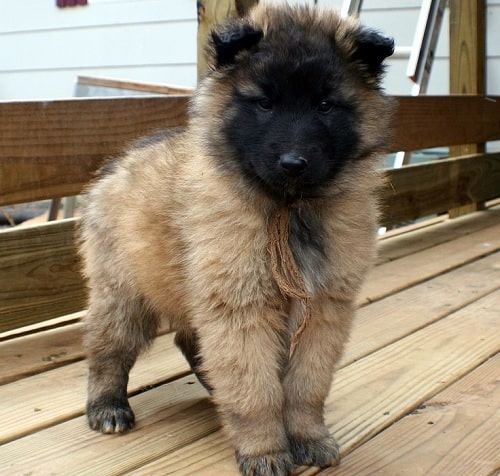 Cute Belgian Tervuren puppy