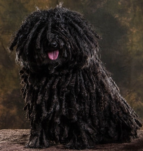 Cute Bergamasco Sheepdog puppy