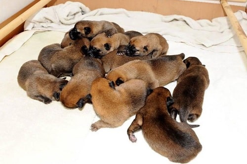 Newborn Belgian Laekenois puppies