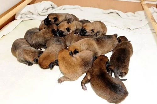 Newborn Belgian Laekenois puppies