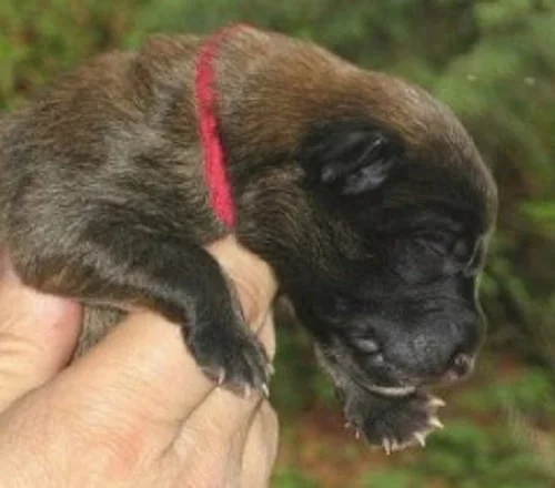 Newborn Belgian Tervuren puppy