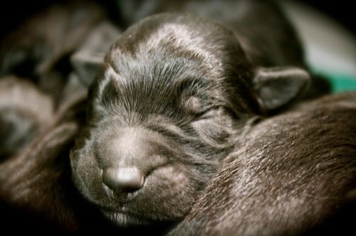 Newborn Bergamasco Sheepdog puppy