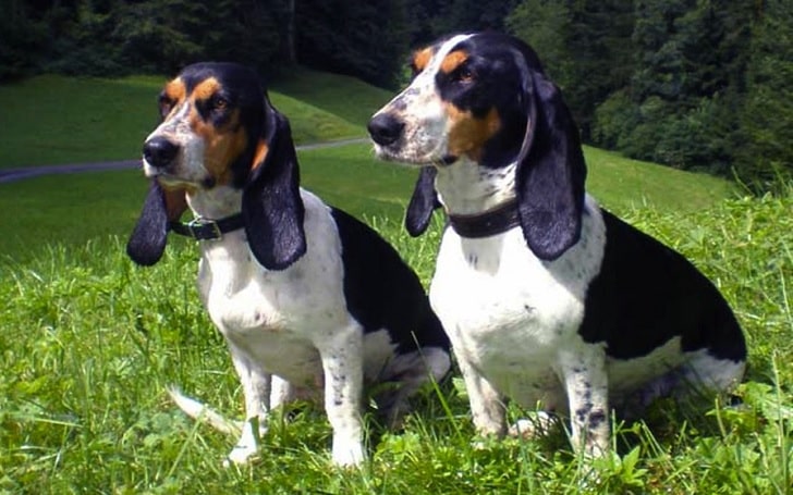 Schweizer Laufhund dog breeds information