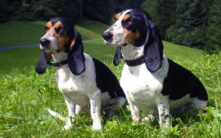 what is the temperament of a bruno jura hound