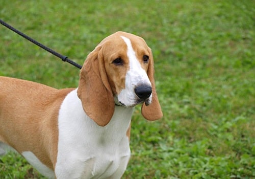 what is the temperament of a bruno jura hound