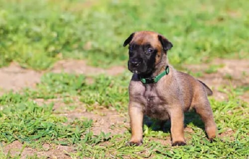 cute Belgian Laekenois puppy