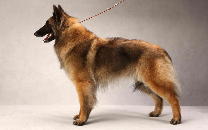 Belgian Tervuren diets and feeding methods