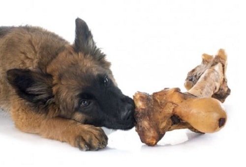 Belgian Tervuren eating bone