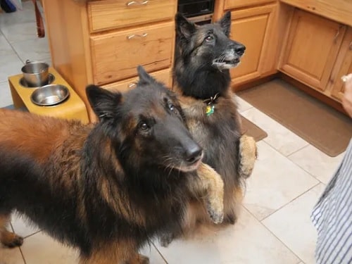 Belgian Tervuren waiting for meal